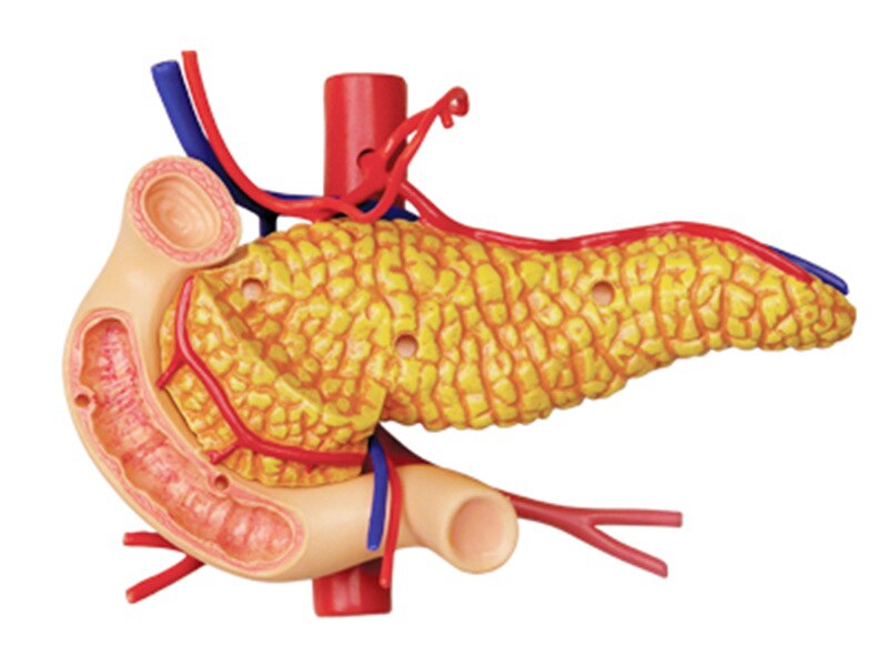 4d Menselijke Maag Anatomie Model Skelet Medische Onderwijs Aid Puzzel Assembleren Speelgoed Laboratorium Onderwijs Apparatuur