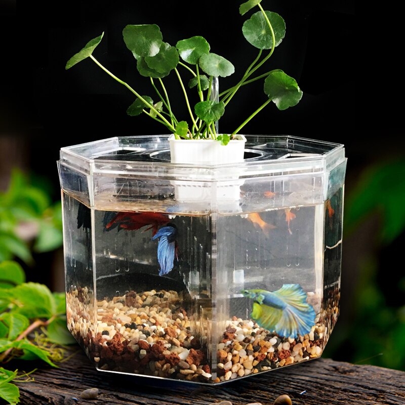 Betta-caja de aislamiento acrílica para acuario, decoración de oficina para acuario Ornamental