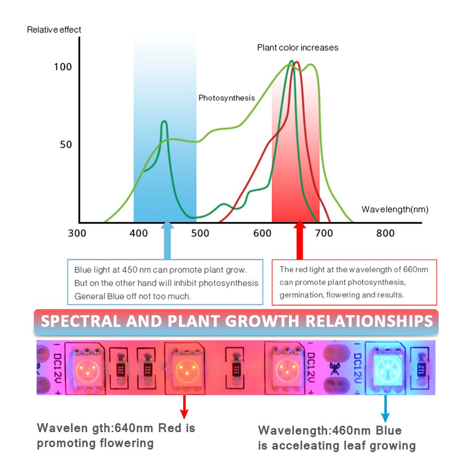Led Grow Light Strip Smd 5050 5M Volledige Spectrum Plant Groeien Lamp Rood Blauw Phytolamp Dc 12V Voor hydrocultuur Kas Planten Zaden