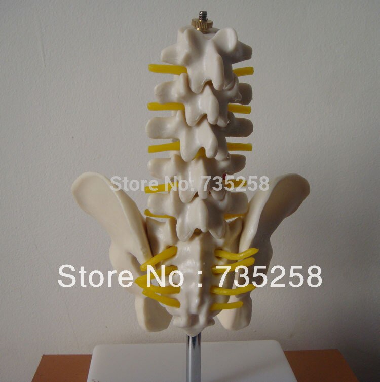 Half-size bekken met 5 stks lendenwervels, bekken model, mini lumbale met bekken modellen