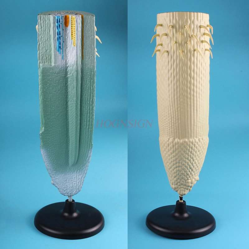 Plant root longitudinal profile model High school junior high school biology teaching model Root longitudinal profile model