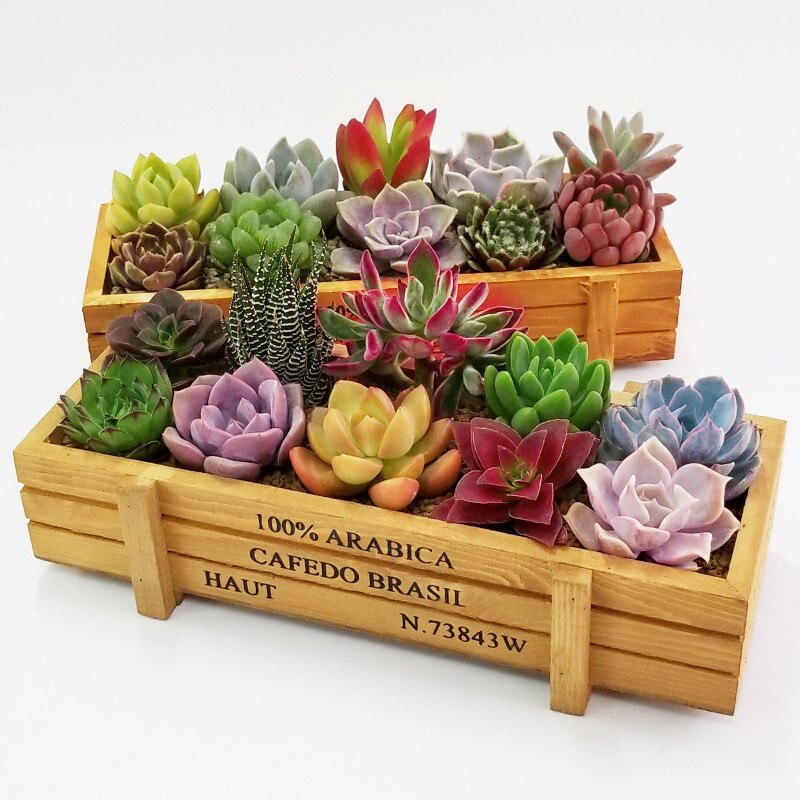 Træ sukkulenter bakke trug bakker vintage trækasse dekoration rektangulær blomsterkasse sukkulenter potter urtepotte
