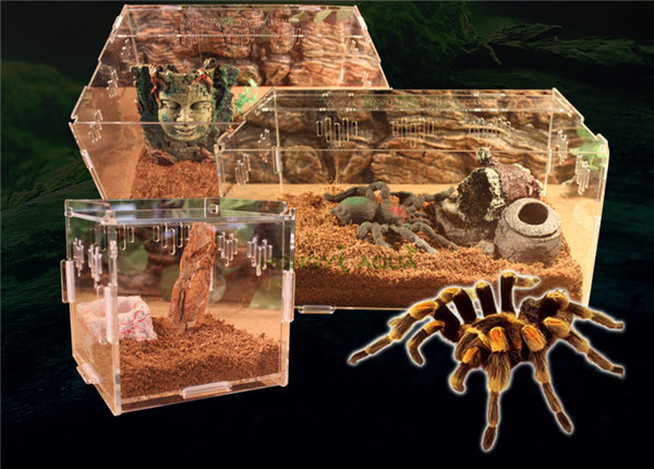 Acryl Reptiel Terrarium Habitat Ideaal voor Larven spiders