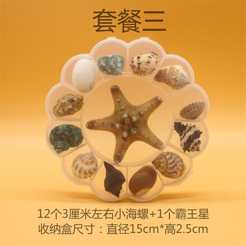 Natuurlijke Schelp Zeester Exemplaren Box Voor Kinderen Voorschoolse Mariene Biologie Populaire Wetenschap Decoratie Ambachten: 3