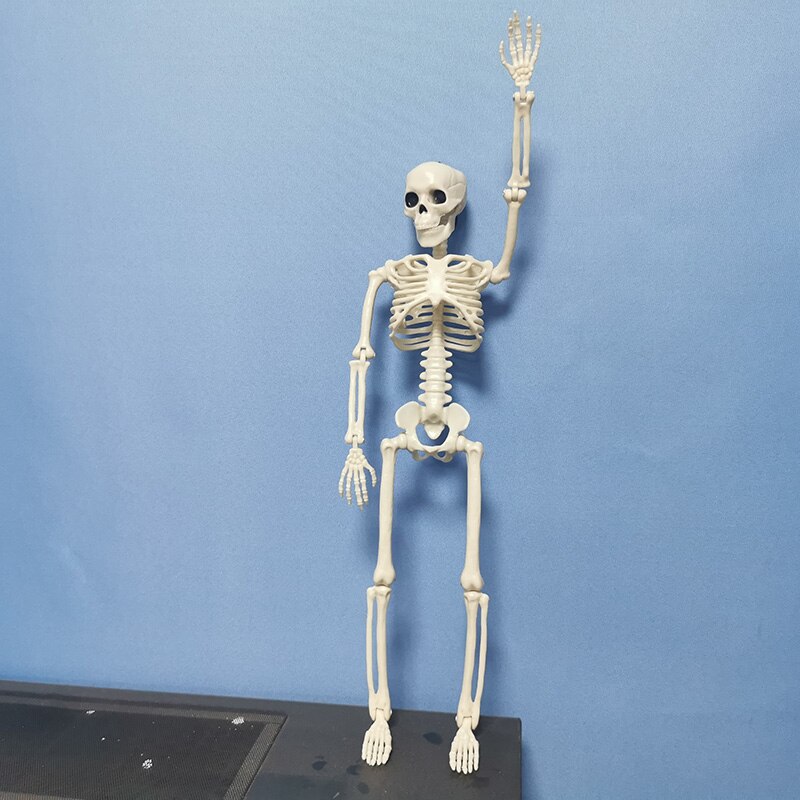 5 Stck Menschlichen Anatomie Skelett skelett Modell Medizinische Medizin Lernhilfe Anatomie 1 Paar Schädel Skelett Hand Knochen Halloween