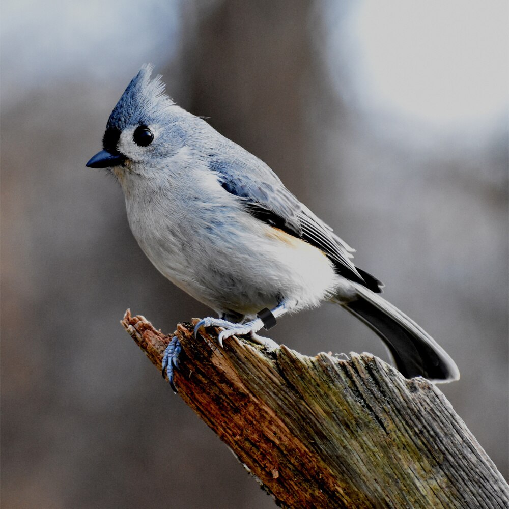 12Pcs Blank Chicken Leg Bands Bird Chicks Ducks Poultry Clip on Leg Rings