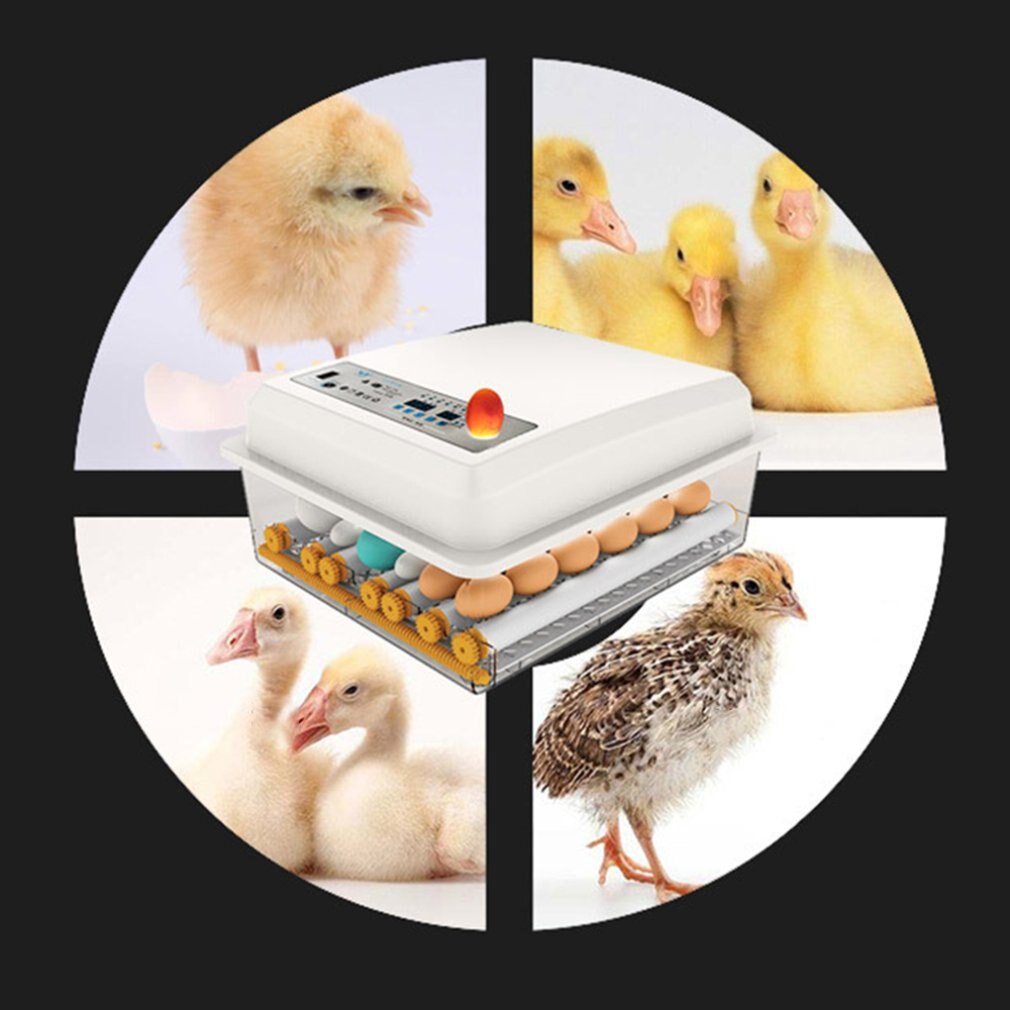 Aves incubadoras máquina incubadora de ovos 16 mini chocadeira pequena galinha pássaro ovo incubadora incubadoras para codorna papagaio pato pombo