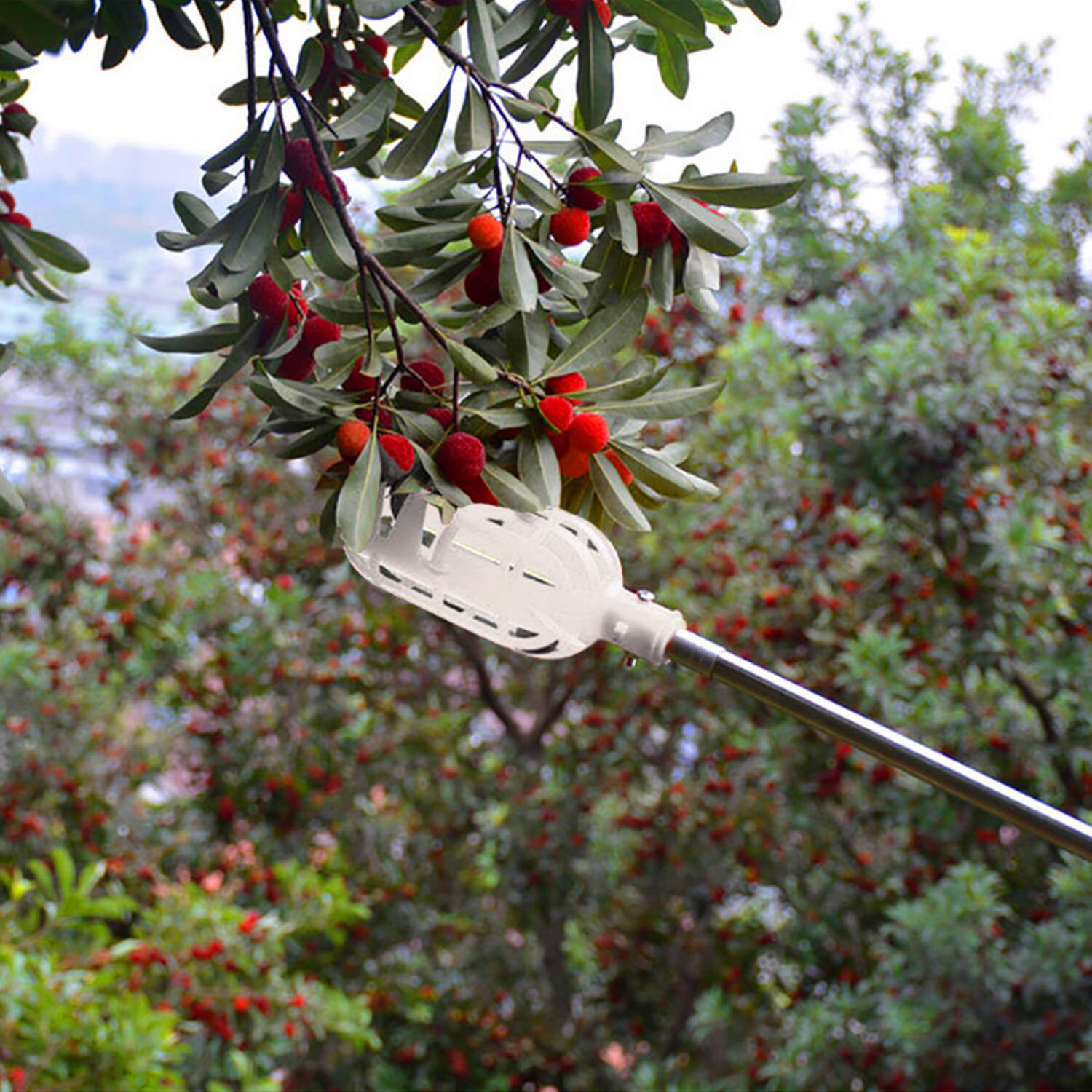 ANENG Plastic Fruit Picker Basket Head Catcher Gardening Tool for Harvest Picking Apple Mango Pear Peach Small Fruits