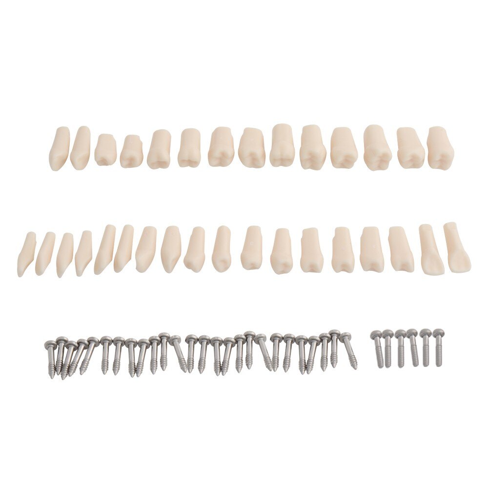 Dental Model Teeth Model Teaching Model Standard Model with 32 Screw-in Teeth Demonstration Teeth Model Fit Nissin Hard Gums