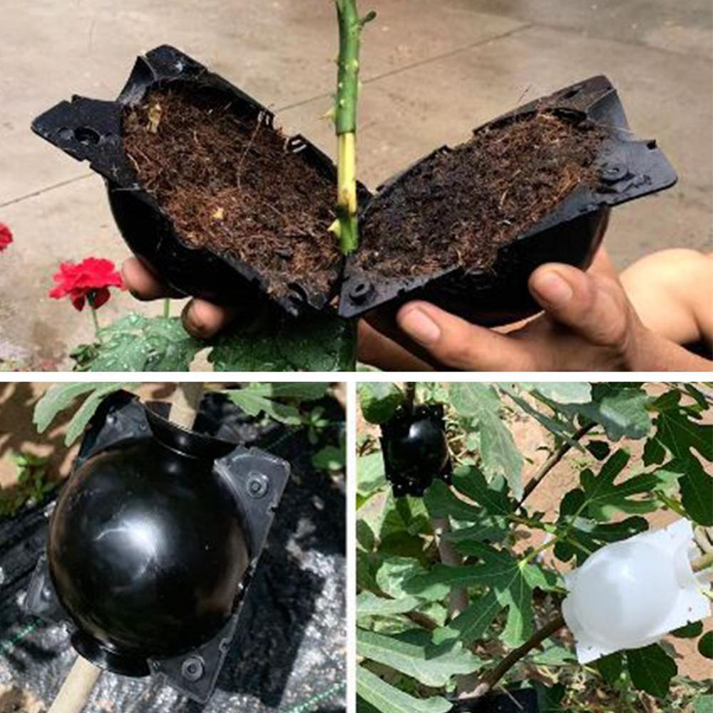 Bola de enraizado para Injerto de plantas, Bola de propagación de cultivo, cápsulas de capas de aire medio transparentes reutilizables para plantas de propagación rápida, 9 piezas