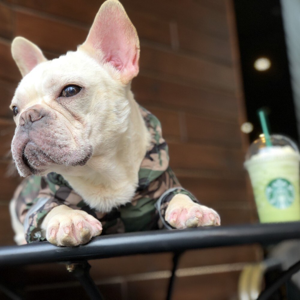 Hond Regenjas Kleding Voor Grote Honden Camouflage Waterdichte Kleding Regent Hond Regen Jas Outdoor Kostuums Franse Bulldog