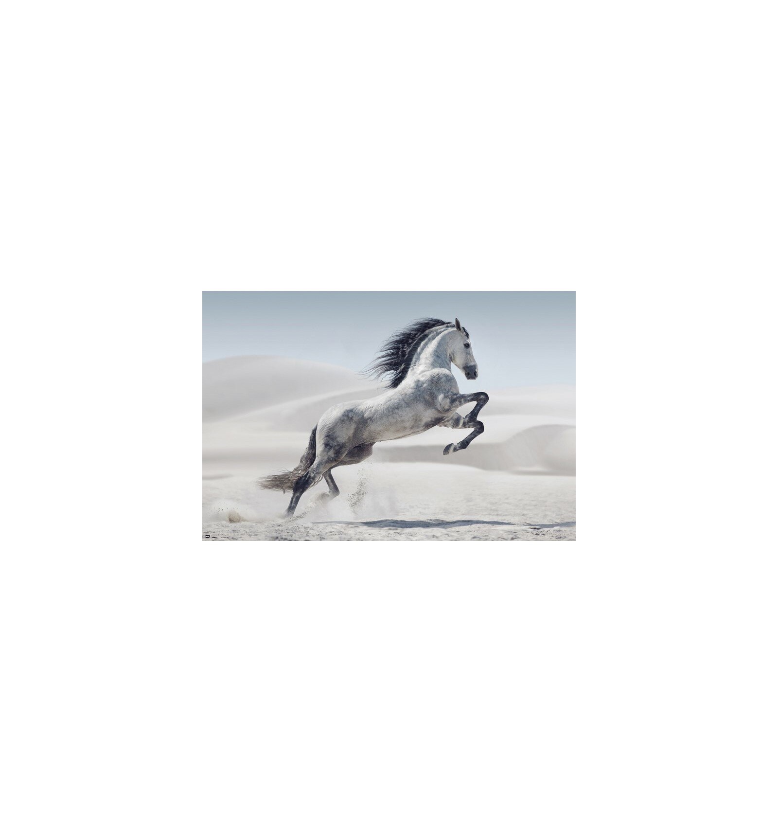 POSTER CABALLO ANDALUZ