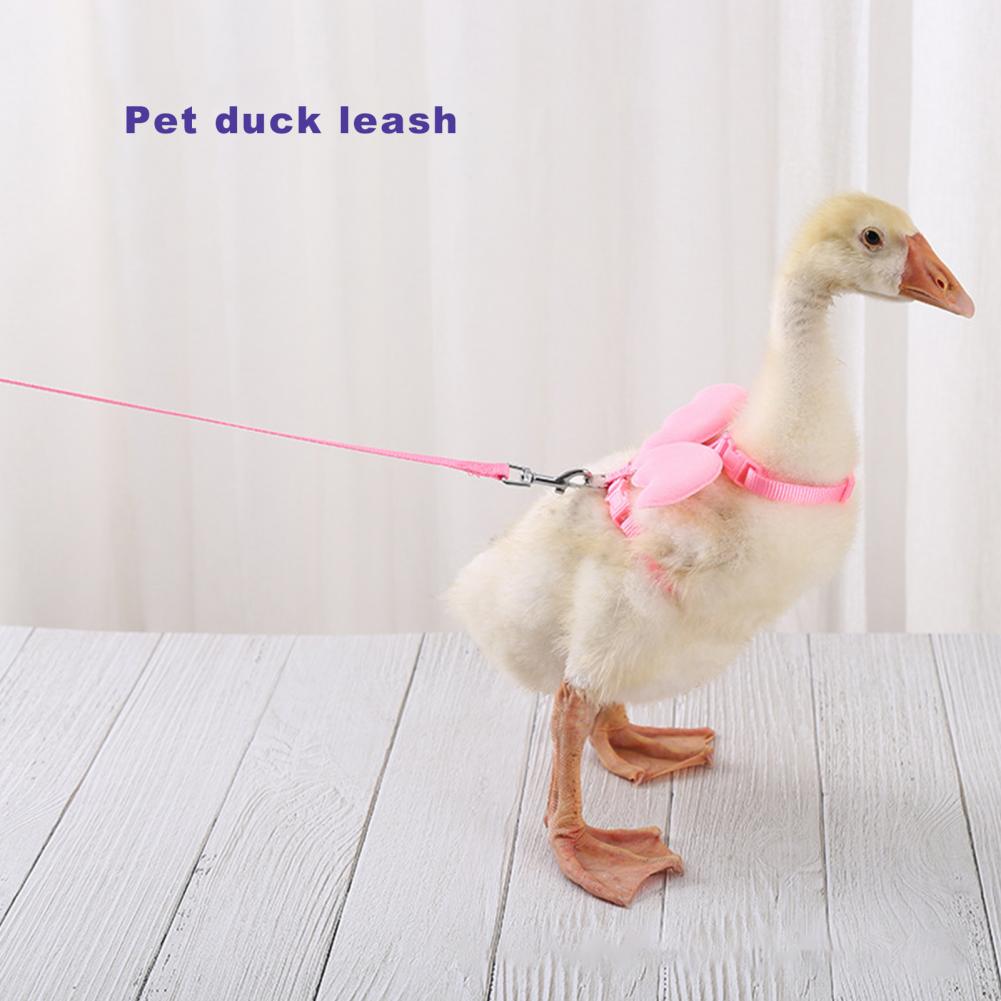 Harnais de canard à d'aile, boucle Flexible, corde longue de couleur unie, joli harnais de canard facile à porter pour Animal