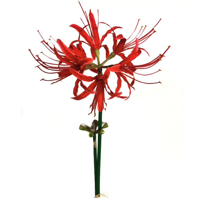 1PC Beautiful Red Spider Lily Stems Artificial Higan Flower Long Branch for Wedding Home Garden Outdoor Decor Flores Photography: A
