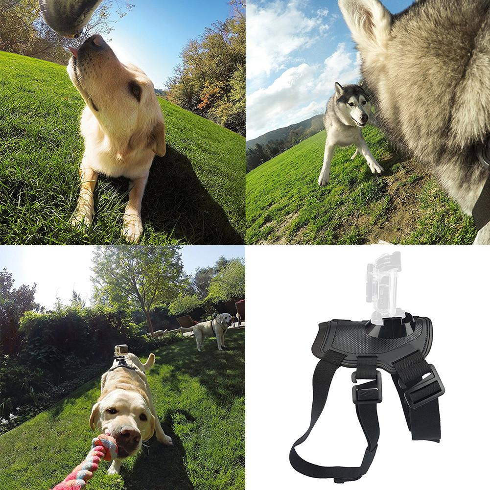 Harnais pour chien de compagnie Sport caméra | Bracelet élastique à l'arrière, ceinture pour chiens, harnais pour GoPro Hero, fournitures d'extérieur pour animaux de compagnie