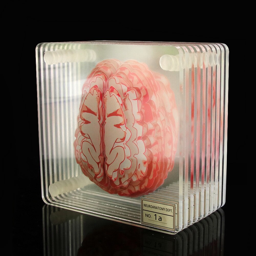 Brain Specimen Coasters Set 3D Organ Brain Artwork Brain Slices Square Acrylic Glass Drinks Table Coaster Drunk Scientists