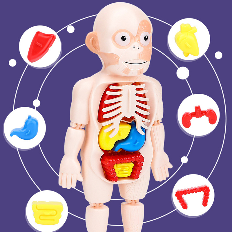 Menschlichen Torso Körper Modell 3D Puzzle Menschlichen Anatomie Modell Abnehmbare Orgel Puzzle Intellektuelle Spiel Spielzeug Art Pädagogisches Zubehör