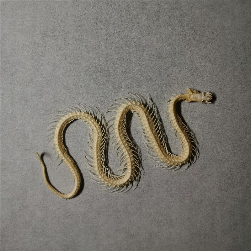 30cm snake skeleton model Collection snake bone specimen educational model Home decoration Crafts