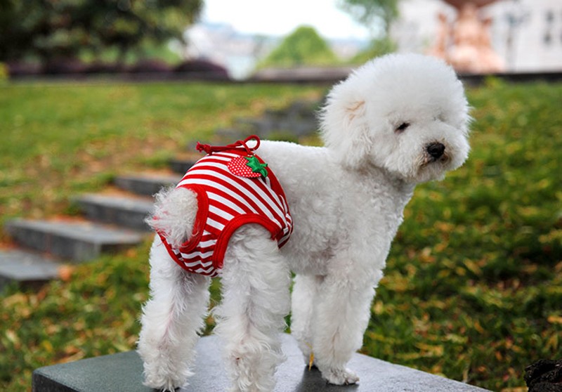 Short de chien Teddy bon marché | Pantalon physiologique, petit chien de compagnie, sous-vêtements féminins, culottes physiologiques, tissu