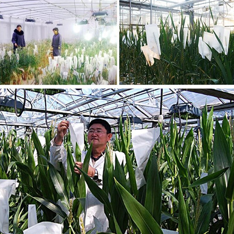 100 stk hvede majs svovlsyre papirpose frugtpose landbrugsafgrøder bestøvning avl pergamentposer hæve pose