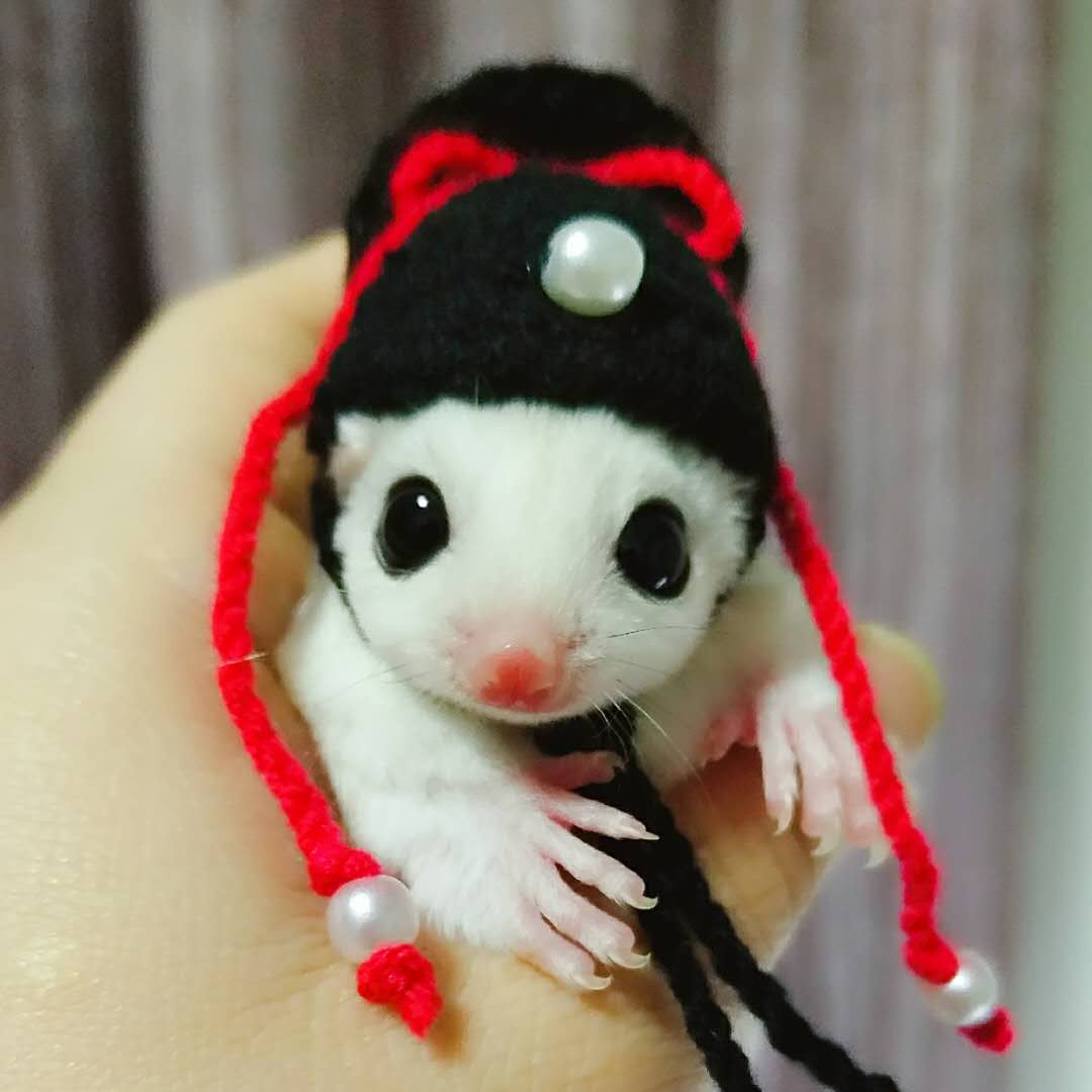 Shrew-sombrero para hámster tejido a mano, mini disfraz de animal bonito, sombrero de dibujos animados, ropa para mascotas: E