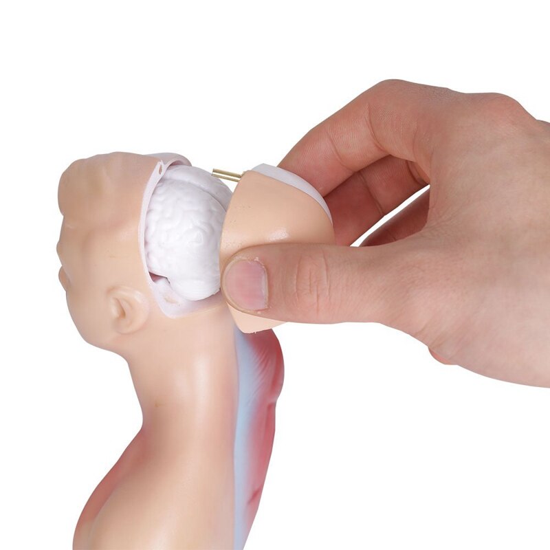 Human Torso Body Anatomy Model Heart Brain Skeleton School Educational 11Inch