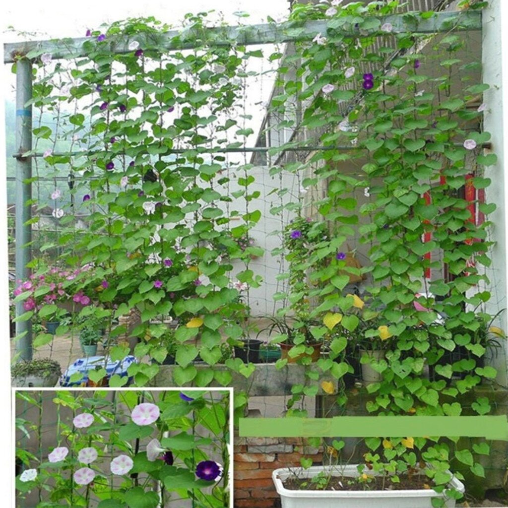Plantas de videira flor jardim verde treliça rede apoio malha escalada feijão planta redes crescer cerca escalada net engrossado linha