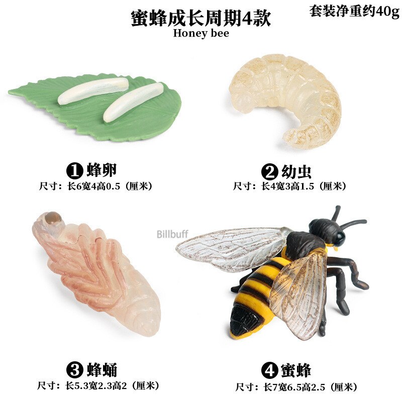 Butterfly Growth Cycle Bee Ladybug Spider Life Cycle Models Simulation Animal Model Action Figures Teaching Material For Kid: Animal Toys 8