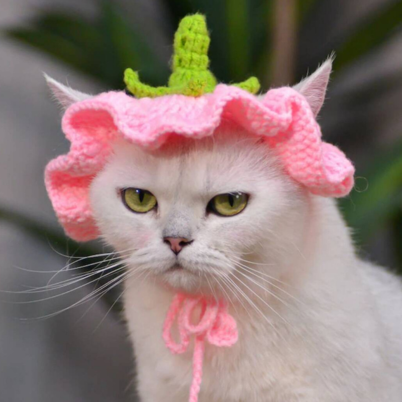 Sombrero de flores, sombrero de ganchillo para gato, perro pequeño, sombrero de berenjena de ganchillo, patrón para gatos y perros, ropa para gatos, accesorios para gatos, traje para mascotas: S / Blanco
