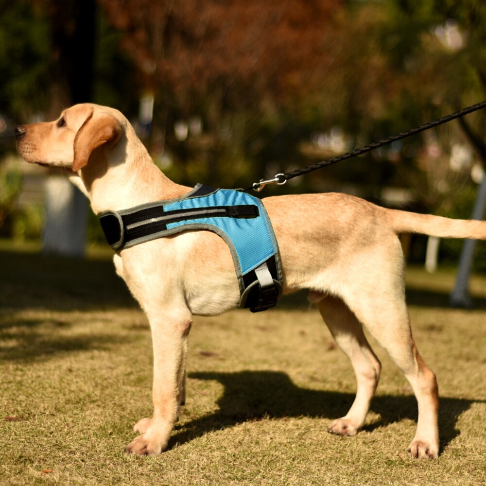 Valoisa led  k9 koiran valjaat koiran kaulapanta turvaheijastin valjaat liivi huskypaimen labradorin keskikokoisille koirille lemmikkitarvikkeet: Sininen / L