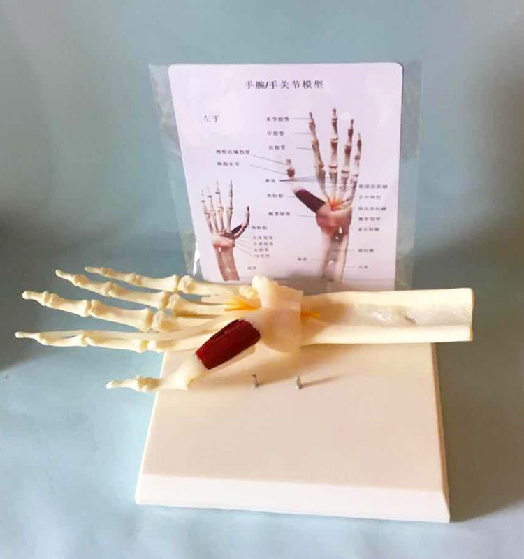 1:1 hand joint with muscle bond ligament nerve model skeleton skeleton human bone human body teaching medica