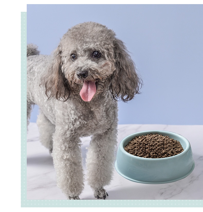 Bol à chien sûr et facile à nettoyer en plastique chat et chien bol peut nourrir l'eau chat et chien bol fournitures pour animaux de compagnie accessoires pour chiens