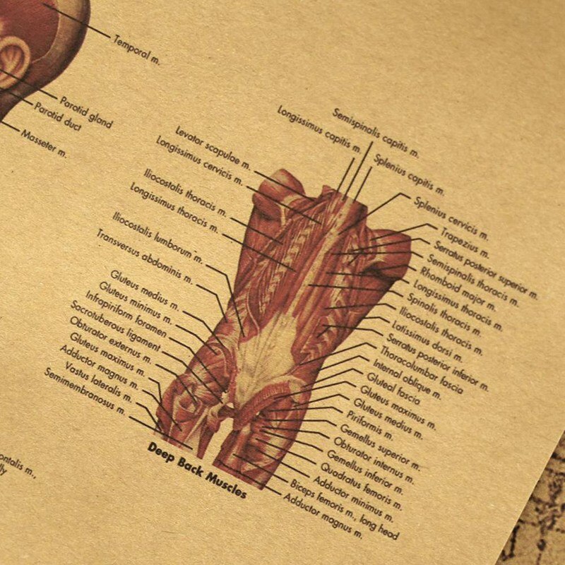 Human Body Illustration-Muscle Tissue Kraft Paper Retro Poster Classroom Museum Decoration Painting