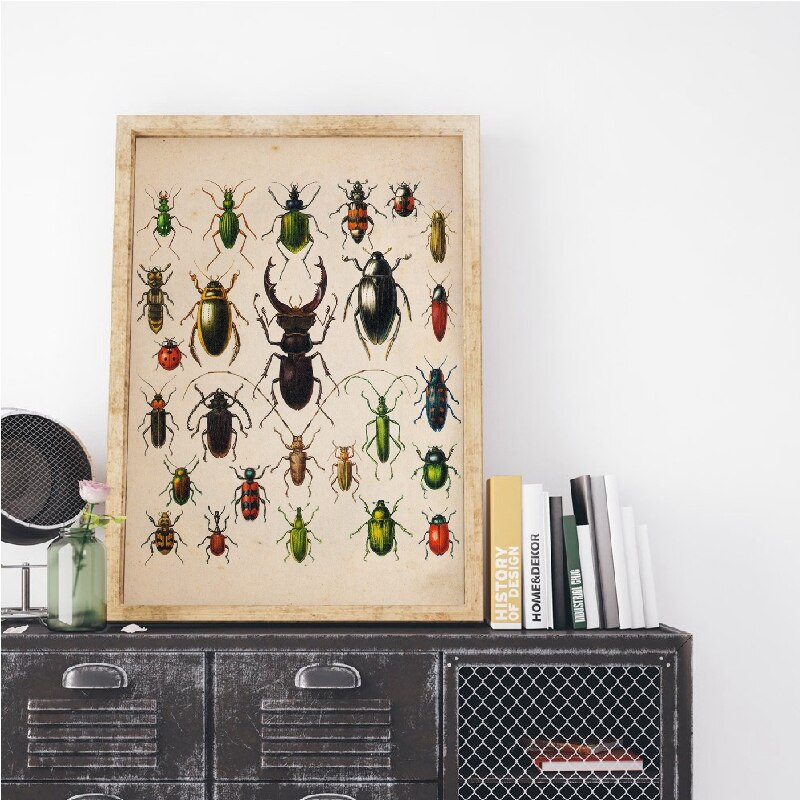 Kever Collection Vintage Poster En Print Insect Antieke Illustratie Wall Art Picture Home Decor Retro Poster Kraftpapier