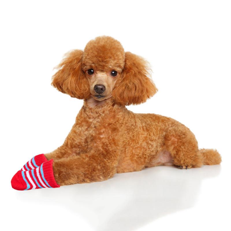 4 pçs/1 conjunto meias pet malha antiderrapante dos desenhos animados bonito mini pequeno filhote de cachorro cachorro gato interior macio inverno pata quente cuidados com animais de estimação acessórios