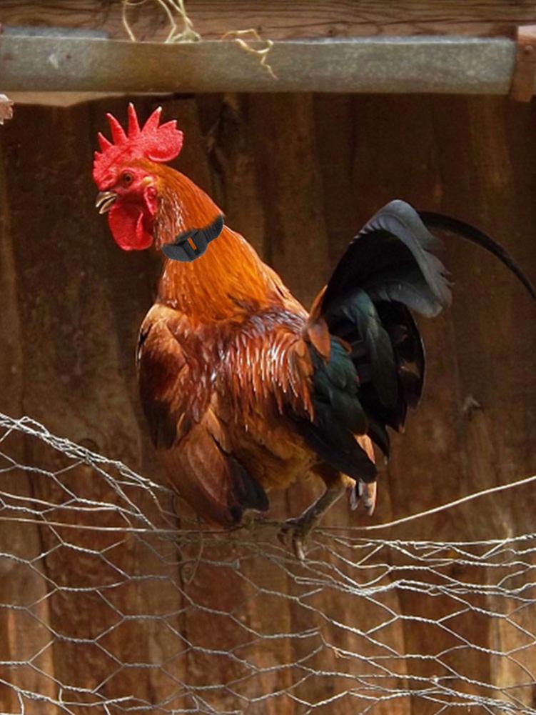 2 unids/lote correa para cuello de mascotas, Collar para Gallo, suministros de gallo, accesorios de banda para el cuello para aves de corral