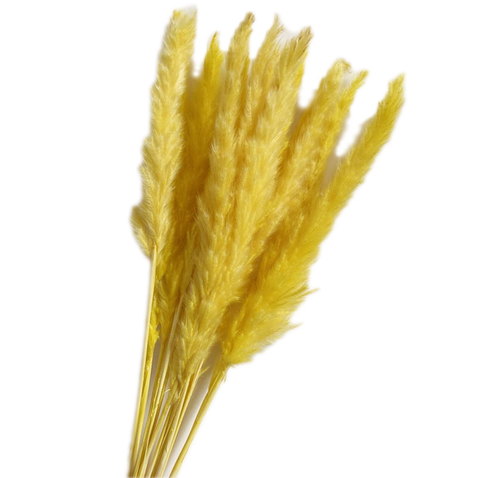 Roseaux séchés naturels de , 15 pièces, pour décoration de mariage, maison, DIY bricolage, 100% naturel, durée de conservation de plus d'un an