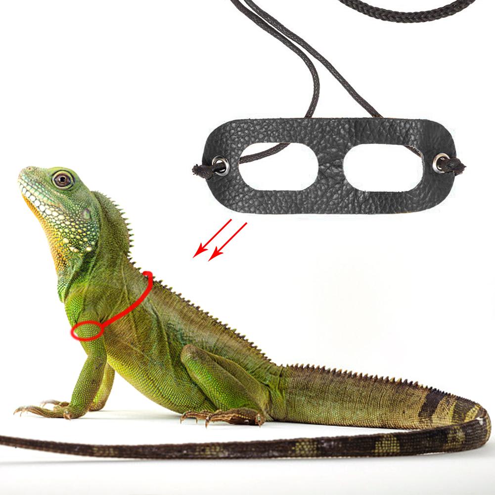 Harnais en cuir réglable pour petit animal de compagnie, avec col en laisse, pour transport en plein air, corde de Traction