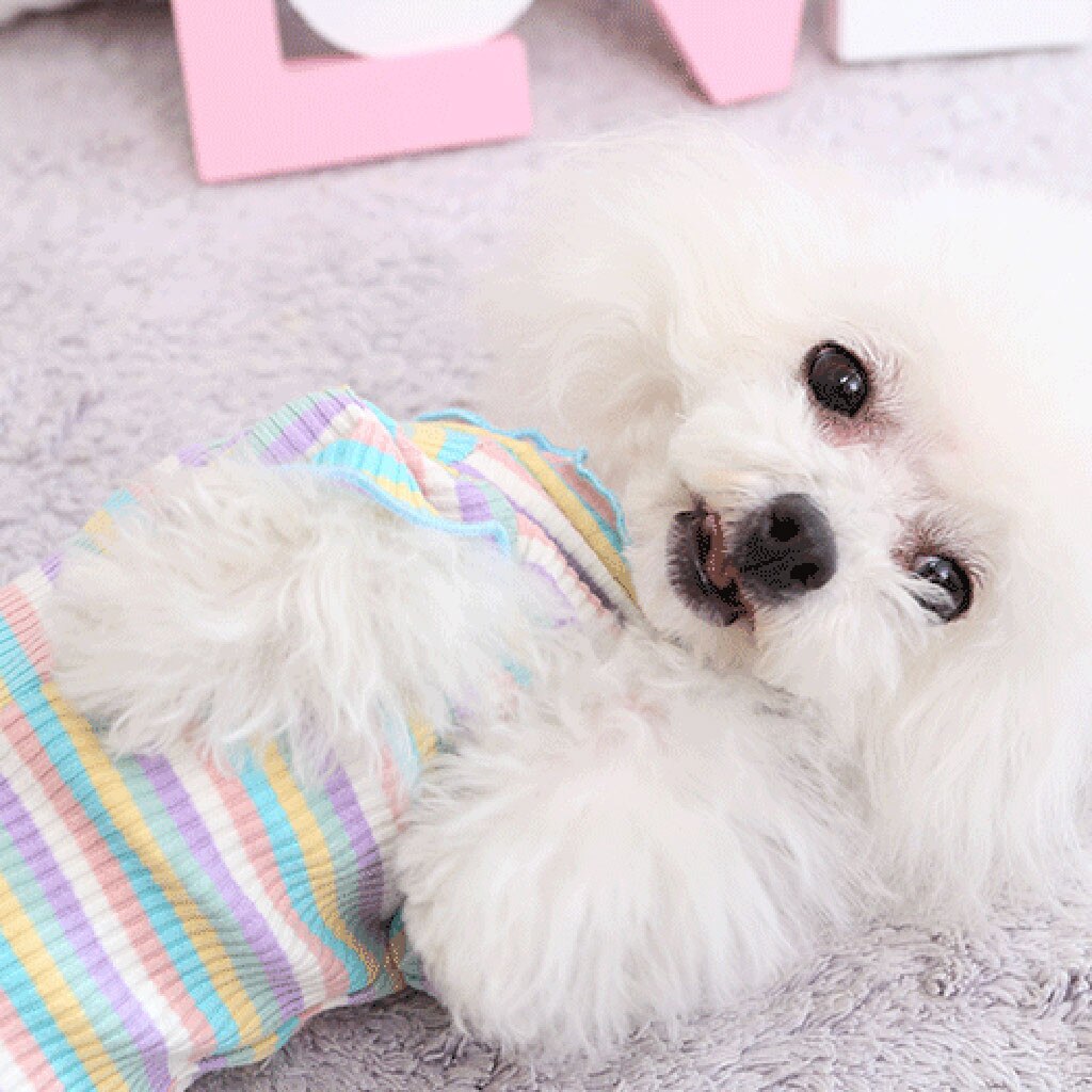 Pet Dog Clothes Puppy Vest T-shirt Shirt Cute Rainbow Pajamas Small Medium Dogs Puppy Outfit Xs-xl Ropa Para Perro Pequeño#c