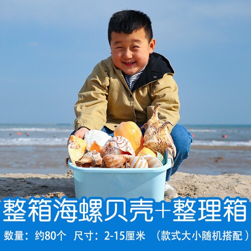 Natuurlijke Shell Schelp Exemplaren Populaire Wetenschappelijke Materialen Conch Geschenkdoos Kleuterschool Voorschoolse Mariene Biologie Collection Craft