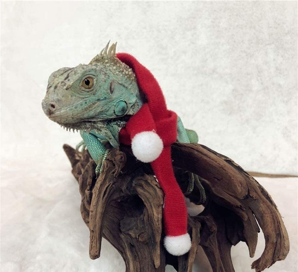 Skægdrage julehue og tørklæde sæt med elastisk hagerem reptil tøj håndlavet flanel hudbeskyttelse foto
