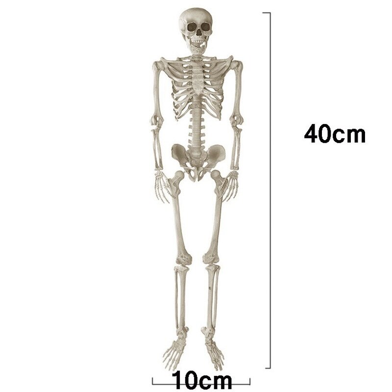 40cm Halloween squelette en plastique squelette humain modèle anatomique squelette pour Halloween fête hantée maison décoration accessoires jouets: 1pcs 40x10cm