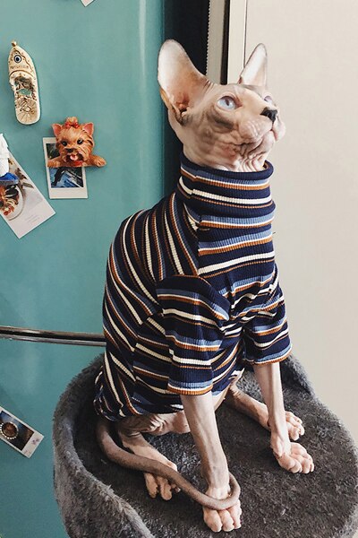 chat tricoté vêtements pour Sphinx vêtements sans poils chat vêtements rayé vêtements pull vêtements pour animaux de compagnie chat fournisseur XS à XL: Bleu marine / S