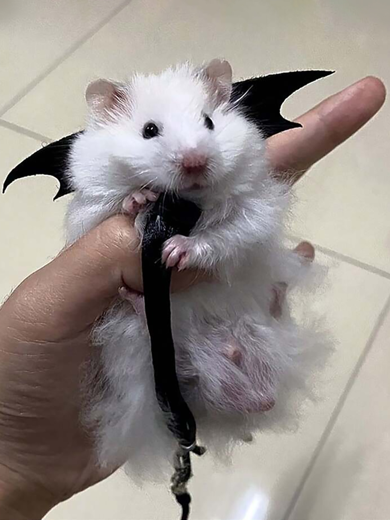 1 st kleine dieren hamster trekkabel riem, hamster bloemtak rat uitgaan riem