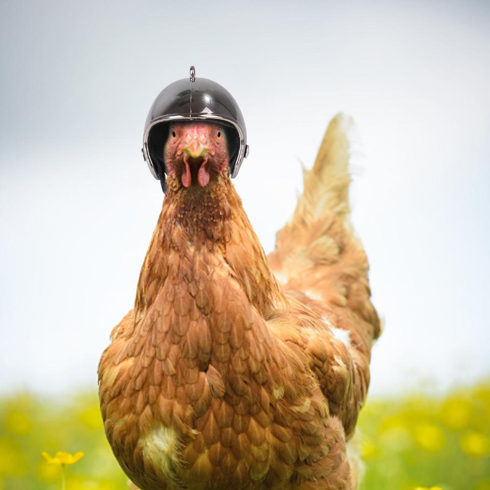 Pet Poultry Funny Toy Chicken Helmet Small Pet Hard Hat Bird Hat Headgear Pet Chicken Helmets Protect The Chicken's Head Helmet