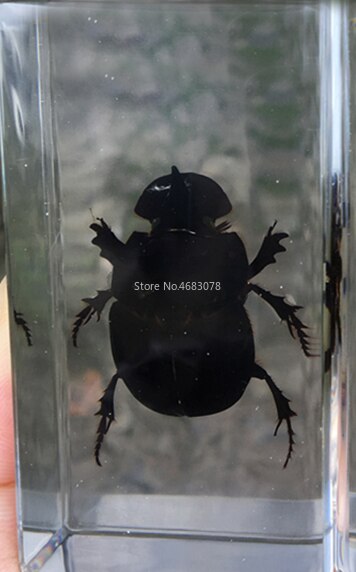 1 stykke møgbilleprøve skorpion i klar harpiks pædagogisk udforske instrument skole biologi undervisningsartikler 73 x 41 x 20mm: Møgbille