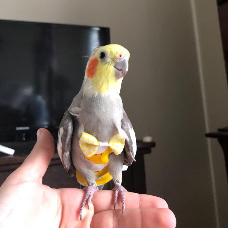 Adjustable Pet Rope Parrot Flying Clothing Pigeon Bird Supplies Parrot Diaper Diaper Pocket Urine Wet Parrot Flying Rope