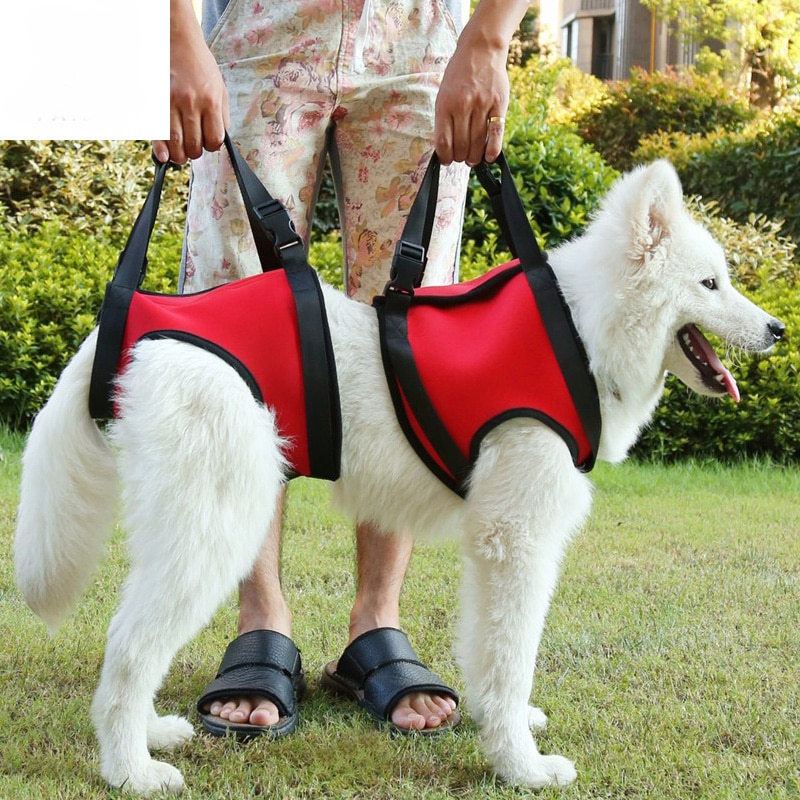 Hund Ausbildung Leinen Aids Vorderbein Hinterbein Helfen Alten Hund Behinderte Tier Geschirre Verletzungen Verwenden Rehabilitation Unterstützen Gürtel Ältere