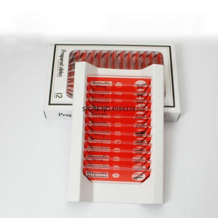 4box/pack/lot Microscope Plastic Slides, Biological Specimen slides safe for Children