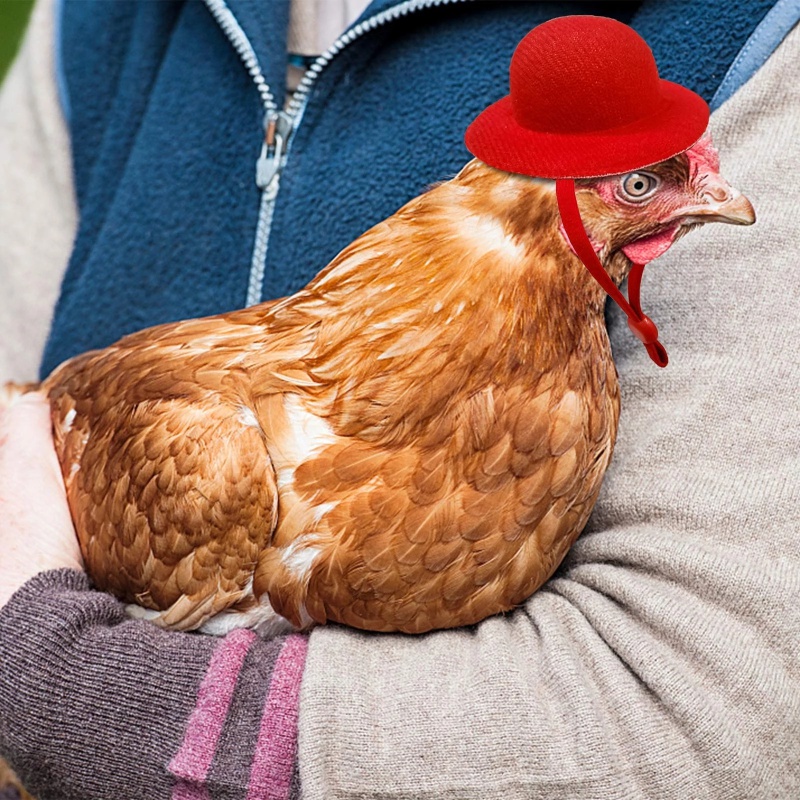 Sombrero de pollo para gallinas, mascotas pequeñas, accesorios divertidos para pollo, sombrero de copa para gallina, gallo, pato, loro, hámster, aves de corral, disfraz de espectáculo
